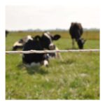 DUOPACK VIDOFLEX 9 TURBOLINE HVID 2X400M2 produkt